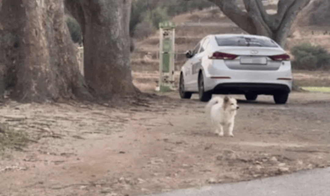 Crown Credit Member Account Registration _韩国空难机长最后动作曝光Crown Credit Member Account Registration ,“他可能一直紧握操纵杆坚持到了最后”!涉嫌职务过失致死,涉事航司高管被禁止出国!调查中飞机残骸再次起火