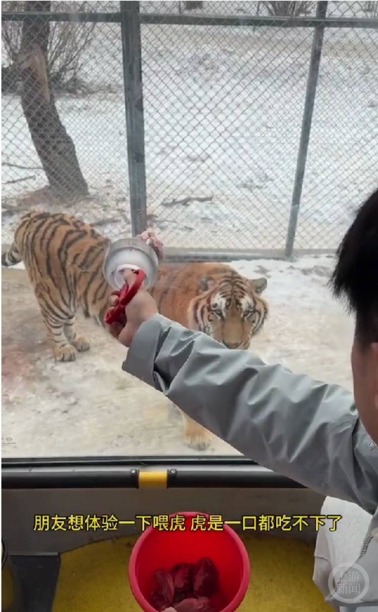 New 2 Website Directory _一口都吃不下?“南方小土豆”给哈尔滨的东北虎喂得都走不动道了New 2 Website Directory !