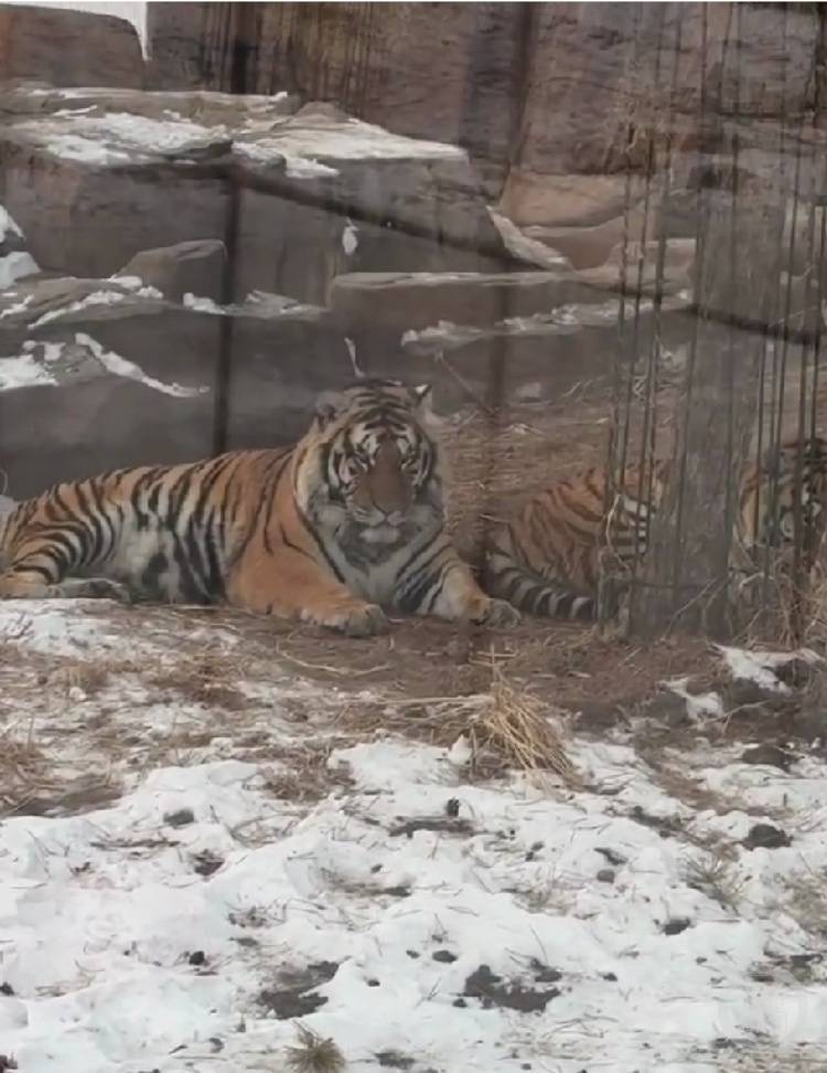 New 2 Website Directory _一口都吃不下?“南方小土豆”给哈尔滨的东北虎喂得都走不动道了New 2 Website Directory !