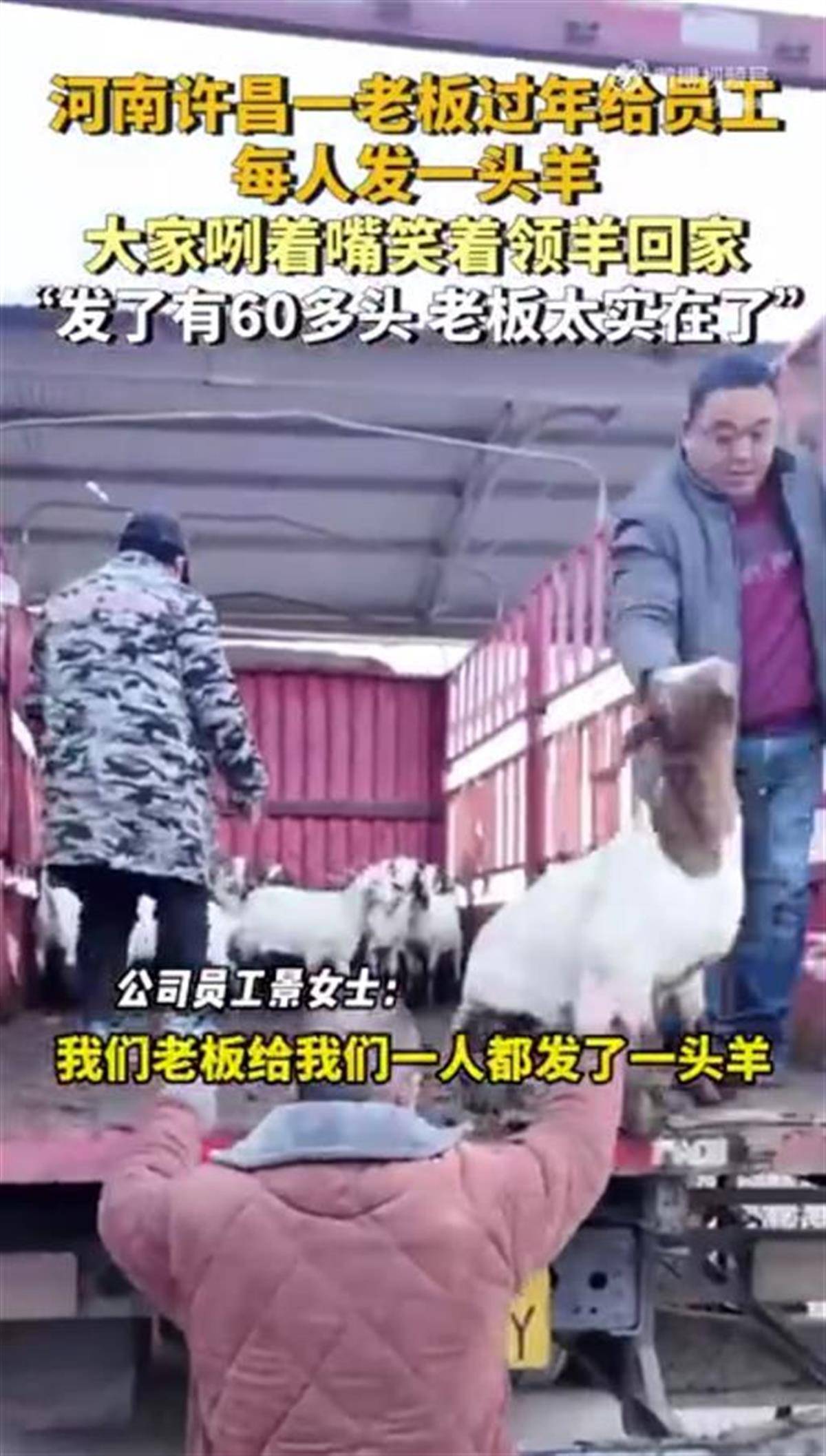 mos066皇冠_河南一公司给60多名员工每人发一头羊mos066皇冠,员工:太实在了,跟着老板有肉吃!