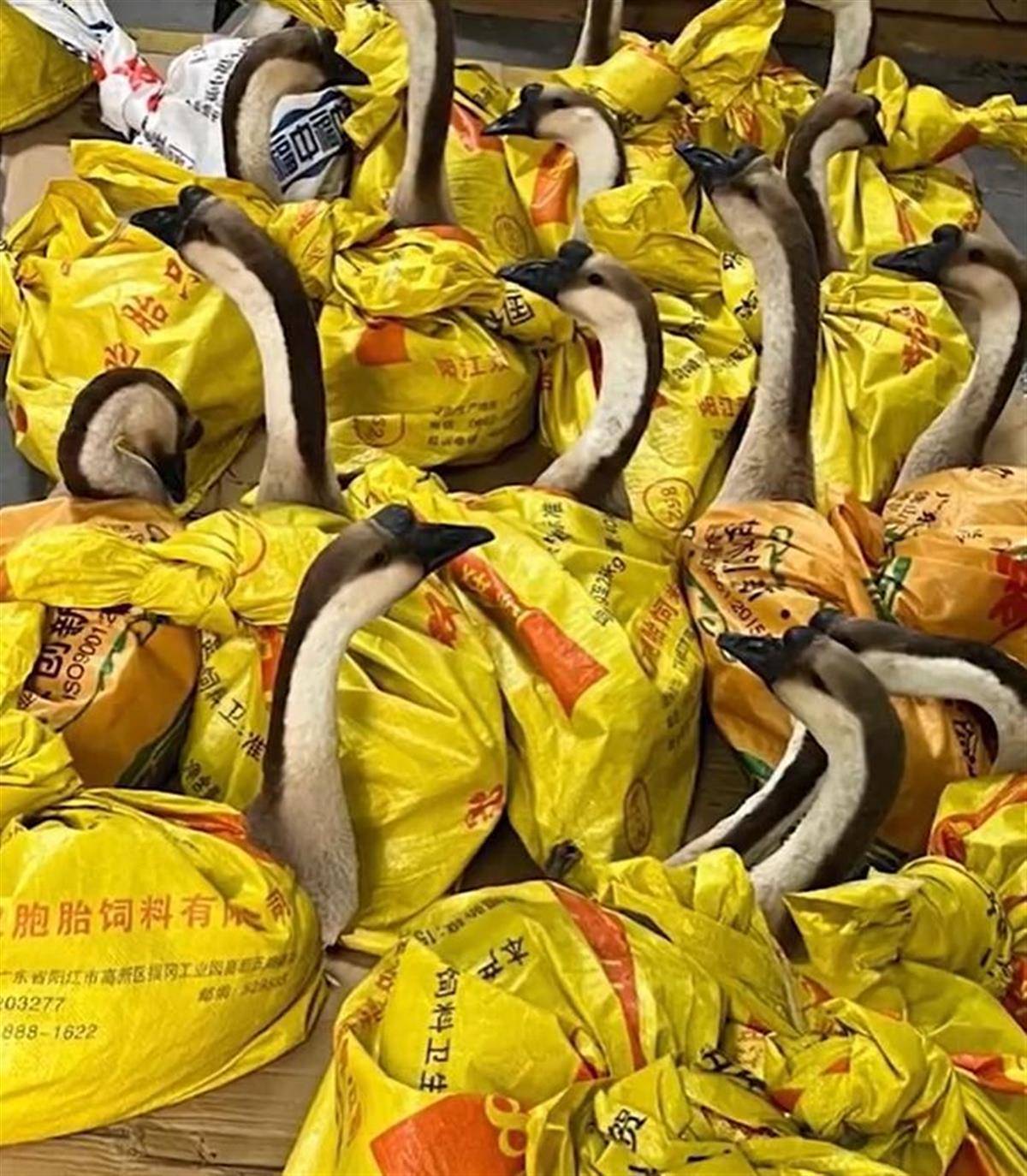 mos066皇冠_河南一公司给60多名员工每人发一头羊mos066皇冠,员工:太实在了,跟着老板有肉吃!