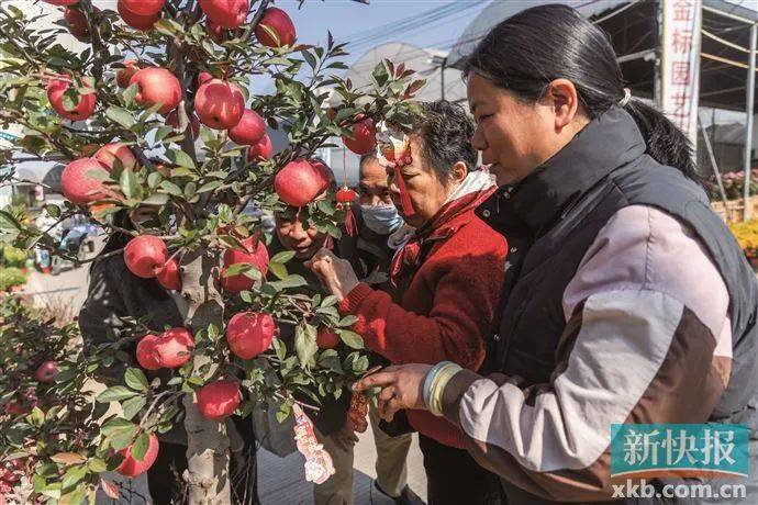 皇冠信用网代理_太火了皇冠信用网代理!广州有商家一天卖出平时一个月的花