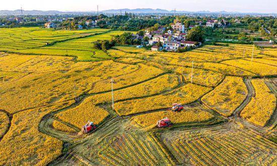 亚洲杯比分分析_超300万吨!合肥亚洲杯比分分析,“饭碗”端得越来越牢