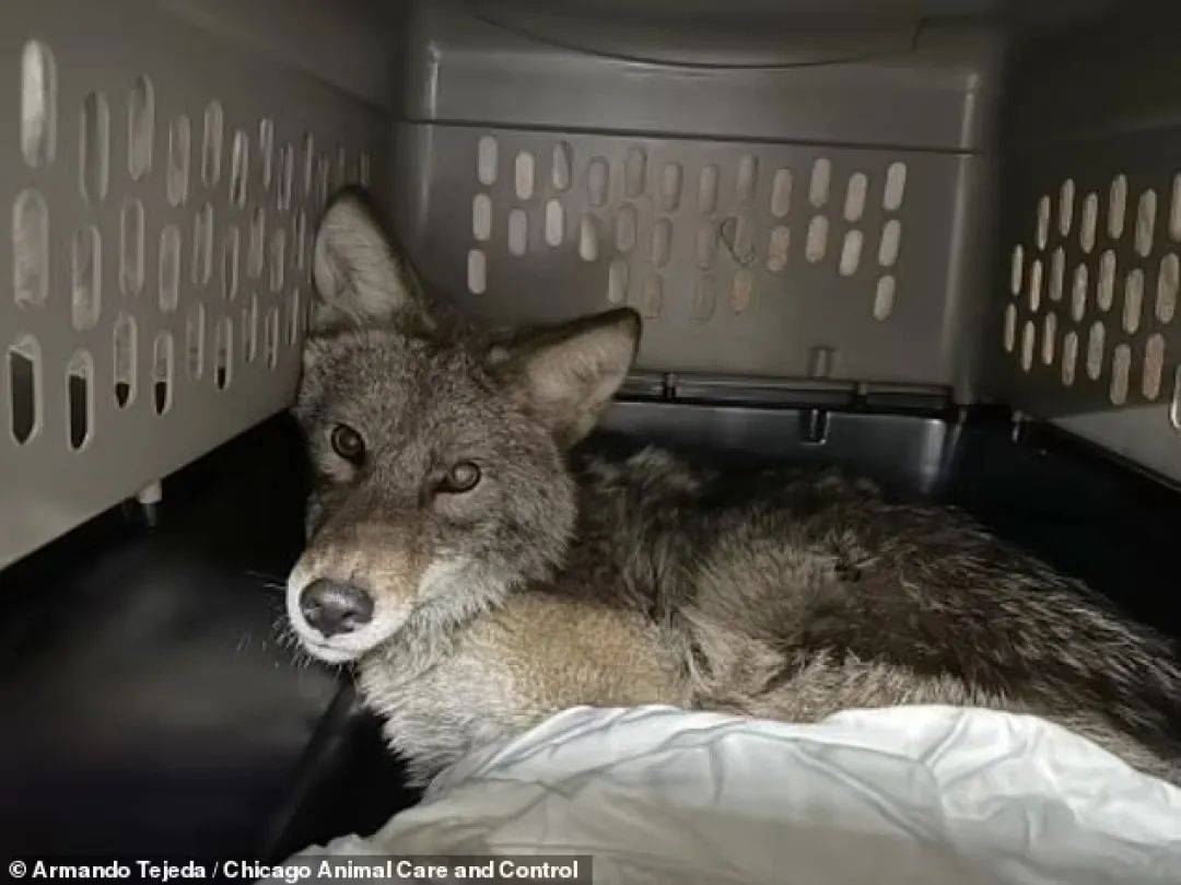 皇冠信用网怎么代理_超市冷藏柜竟拉出一只活狼皇冠信用网怎么代理,在场顾客惊呆了!