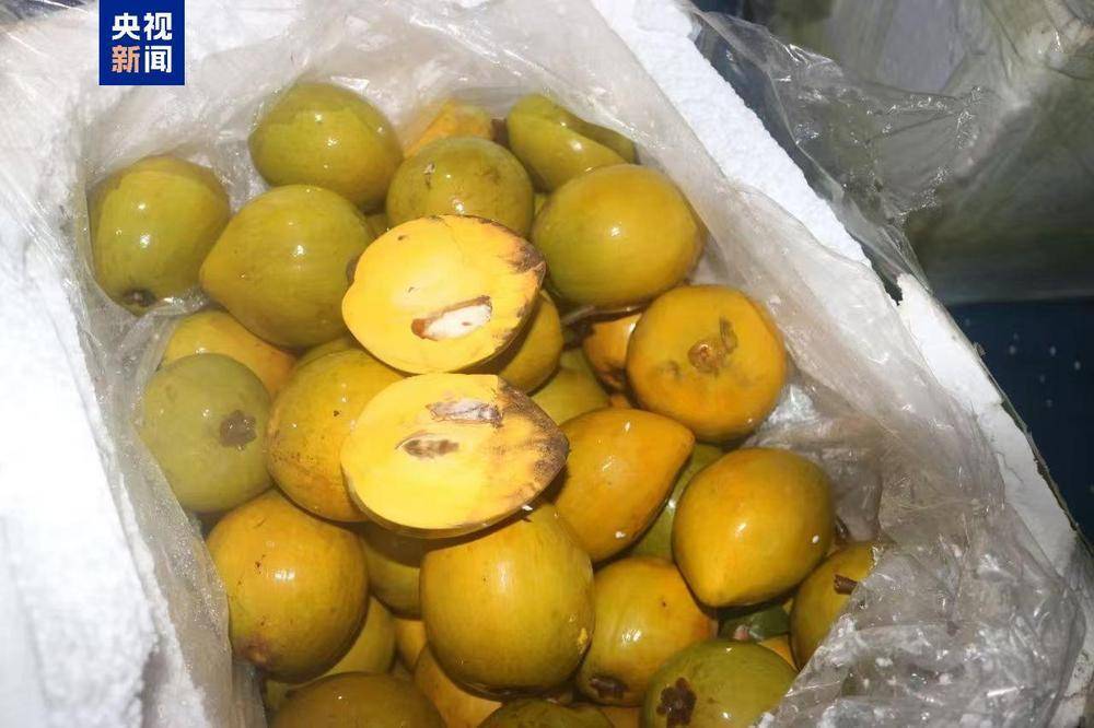 世界杯皇冠代理平台_共计4.13吨世界杯皇冠代理平台!广西北海海警查获一起涉嫌走私水果案