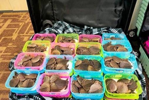 皇冠信用网开号_七个行李箱装满皇冠信用网开号,两女子想走私4300多只乌龟,吉隆坡机场被捕