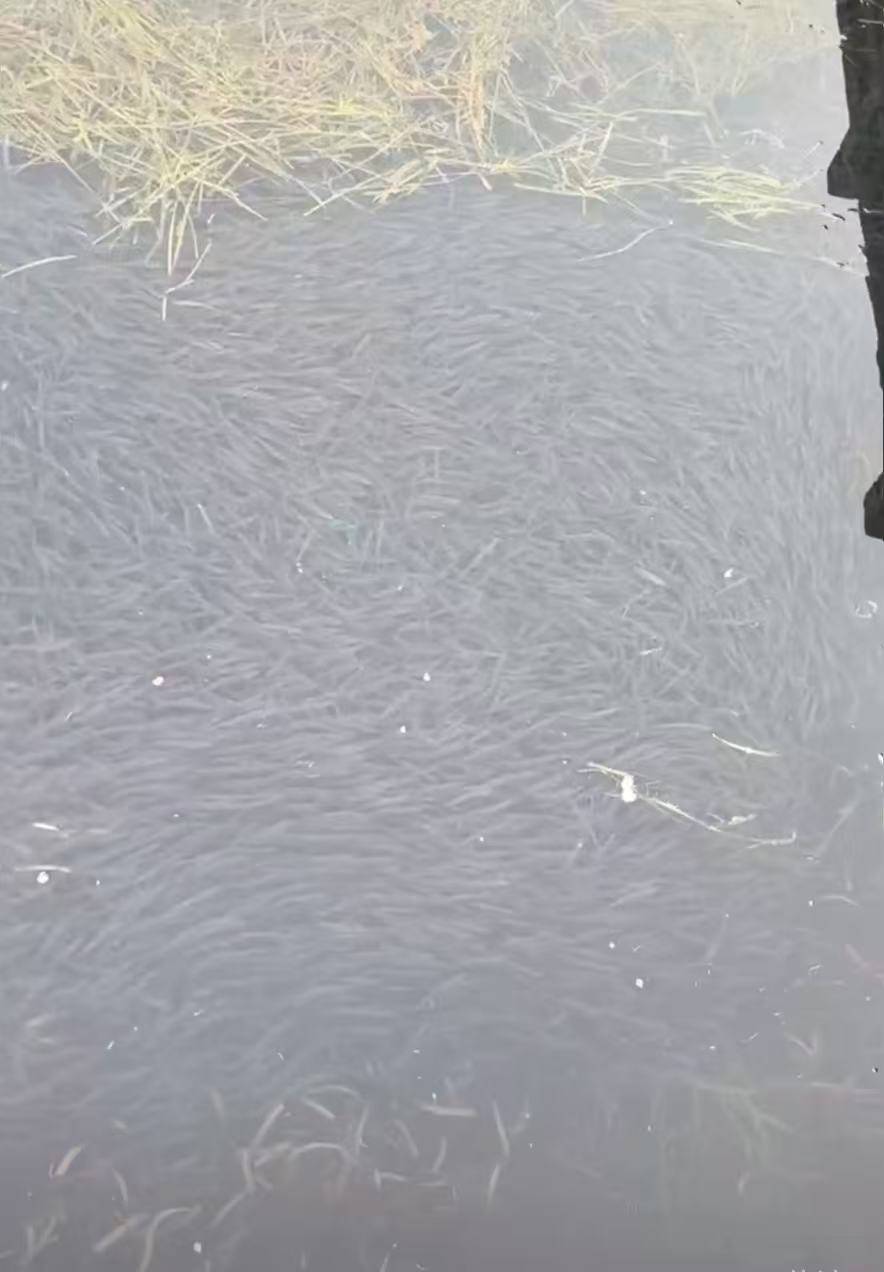 皇冠信用平台出租_现场壮观!长沙松雅湖公园出现“鱼潮”皇冠信用平台出租,网友:这是鱼儿在“团建”