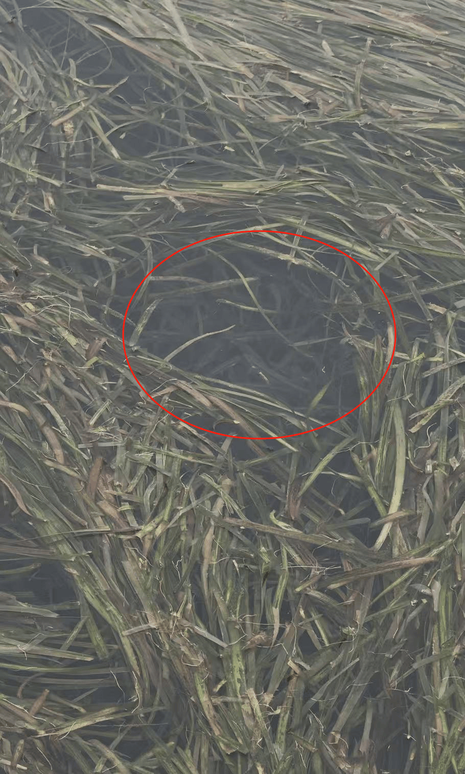 皇冠信用平台出租_现场壮观!长沙松雅湖公园出现“鱼潮”皇冠信用平台出租,网友:这是鱼儿在“团建”