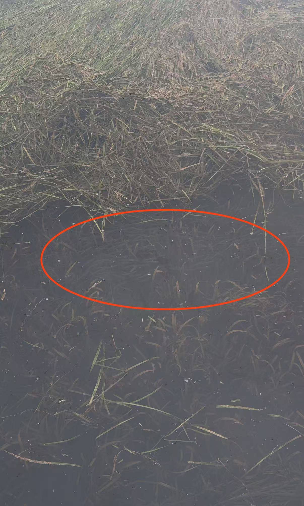 皇冠信用平台出租_现场壮观!长沙松雅湖公园出现“鱼潮”皇冠信用平台出租,网友:这是鱼儿在“团建”