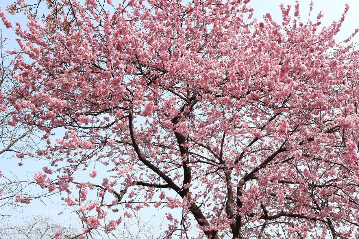 皇冠信用網注册开通_武汉开启连续5天阴雨模式皇冠信用網注册开通，专家：接下来主要观赏中樱，降水影响不大