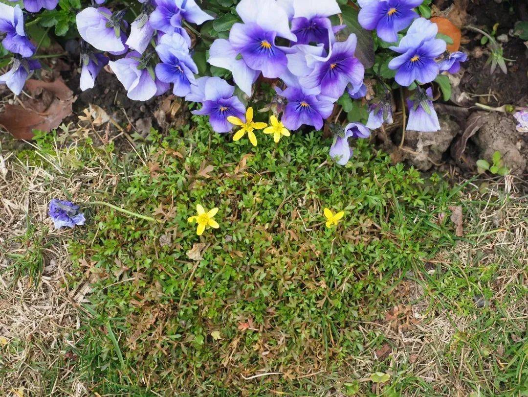 俄罗斯甲组联赛_150年后重遇俄罗斯甲组联赛,消失已久的“上海原住民”被发现!