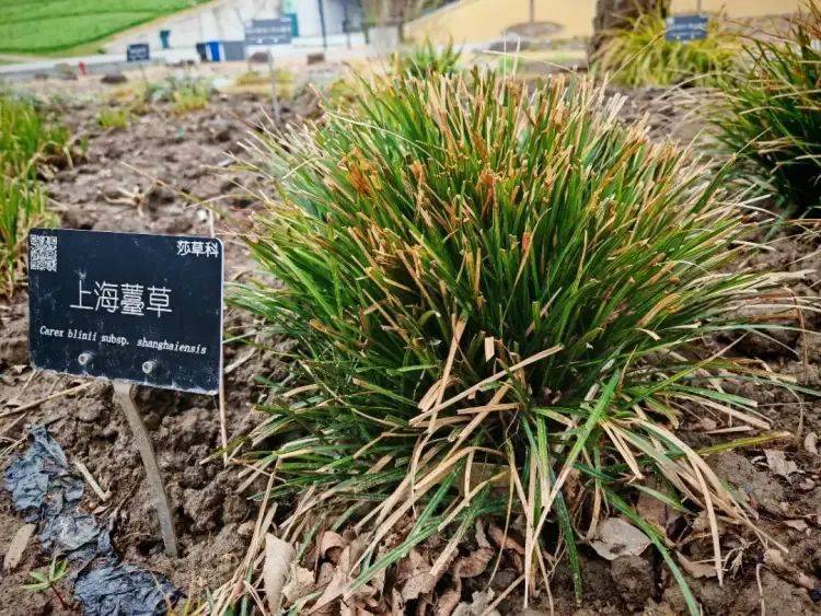 俄罗斯甲组联赛_150年后重遇俄罗斯甲组联赛,消失已久的“上海原住民”被发现!