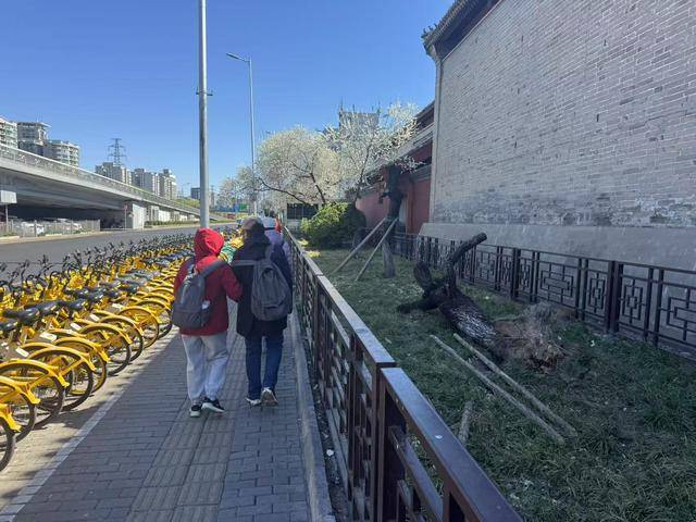 皇冠信用網结算日
_大风吹倒雍和宫外白碧桃皇冠信用網结算日
,园林部门称将移植到苗圃救治