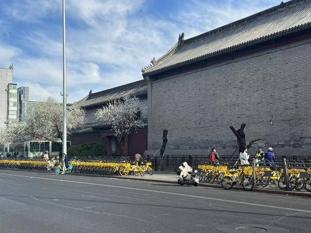 皇冠信用網结算日
_大风吹倒雍和宫外白碧桃皇冠信用網结算日
,园林部门称将移植到苗圃救治