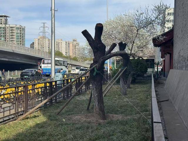 皇冠信用網结算日
_大风吹倒雍和宫外白碧桃皇冠信用網结算日
,园林部门称将移植到苗圃救治