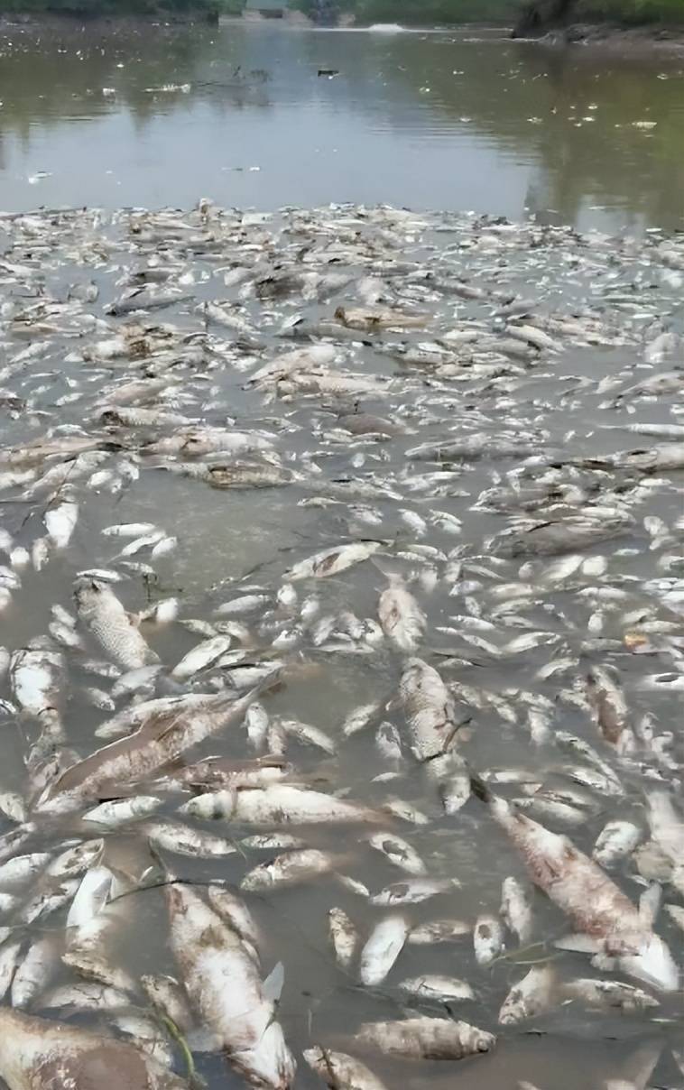 皇冠信用網开户
_街道办违法强拆120亩鱼塘皇冠信用網开户
,致37万斤鱼损失被判赔380万,回应称无赔付能力可法拍资产抵债