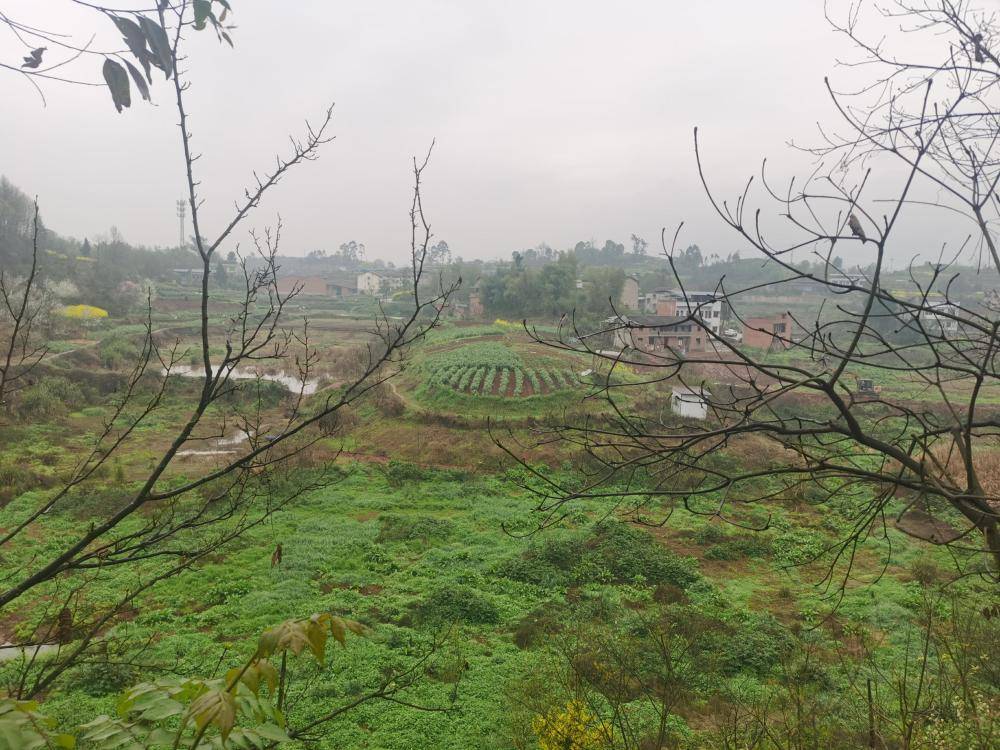 皇冠信用網开户
_街道办违法强拆120亩鱼塘皇冠信用網开户
,致37万斤鱼损失被判赔380万,回应称无赔付能力可法拍资产抵债