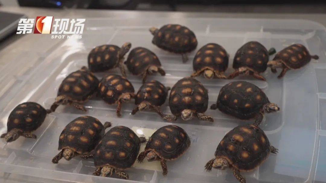 皇冠信用網哪里申请_女子腰腹部异常鼓起皇冠信用網哪里申请！一查发现28只活的…