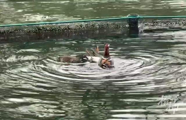 皇冠信用網登3代理申请
_西湖里的鸳鸯被弹弓打死? 景区介入调查皇冠信用網登3代理申请
,已初步锁定伤害小鸳鸯的人