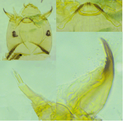 皇冠信用网平台开户
_上海发现神秘生物皇冠信用网平台开户
!中国从未记录!会咬人吗?官方回应!