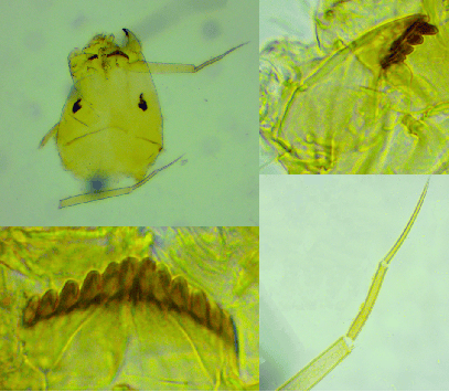 皇冠信用网平台开户
_上海发现神秘生物皇冠信用网平台开户
!中国从未记录!会咬人吗?官方回应!