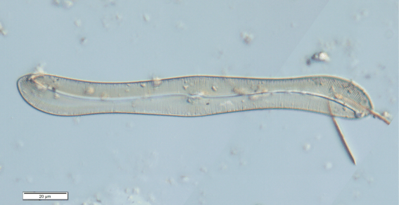 皇冠信用网平台开户
_上海发现神秘生物皇冠信用网平台开户
!中国从未记录!会咬人吗?官方回应!