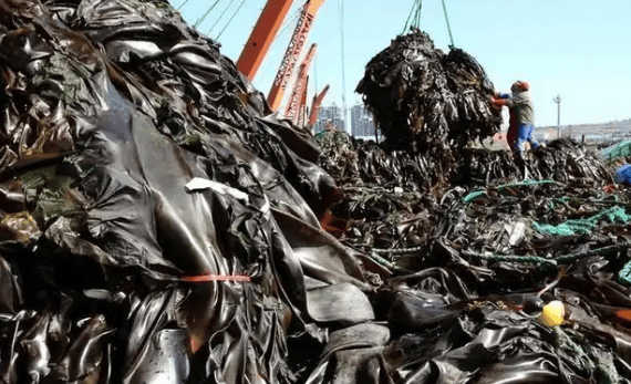 正规的足球平台
_特朗普没想到:中方停止进口后正规的足球平台
,美国竟登顶全球第一,数量超中国两倍