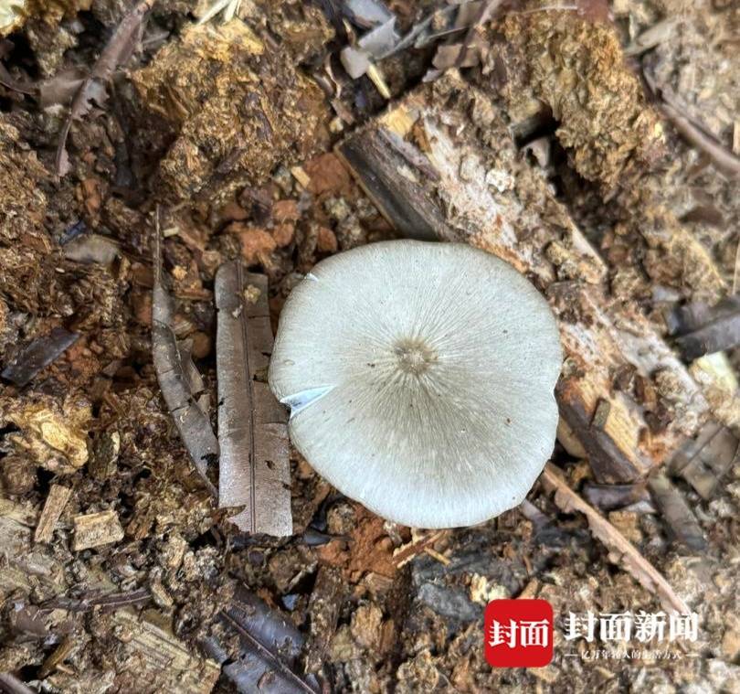 信用盘如何申请_价格腰斩信用盘如何申请！四川人即将实现鸡枞菌自由