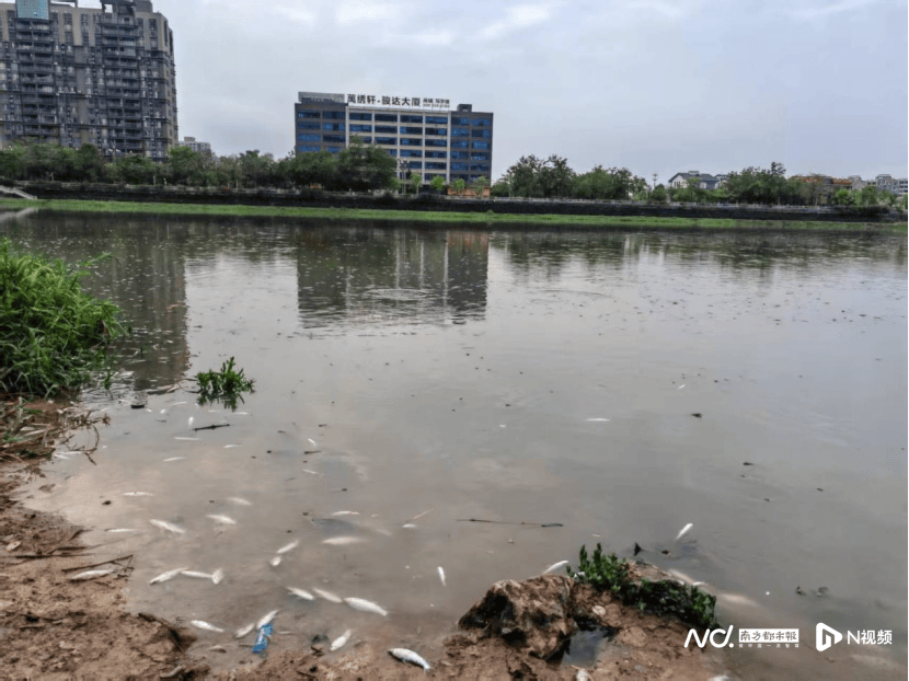 皇冠信用网哪里申请
_东莞寒溪河出现大片死鱼皇冠信用网哪里申请
!官方回应:天气原因