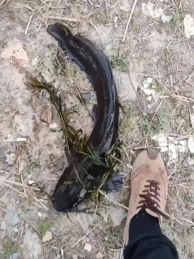 皇冠信用最新地址
_大连西山水库出现成群黑色大鱼皇冠信用最新地址
,最长近一米!专家确认系外来物种埃及塘鲺