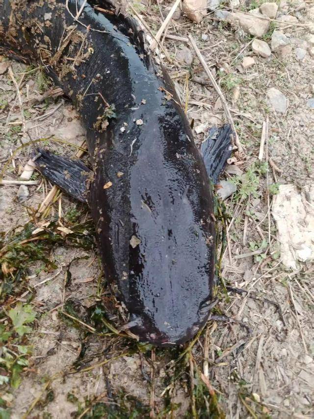 皇冠信用最新地址
_大连西山水库出现成群黑色大鱼皇冠信用最新地址
,最长近一米!专家确认系外来物种埃及塘鲺