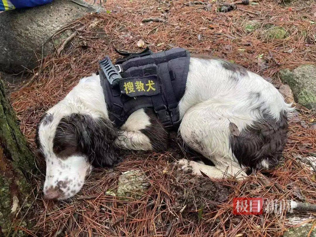 信用平台出租
_2只搜救犬受伤信用平台出租
!发现福建8岁失踪男孩的脚印和糖纸?搜救人员回应