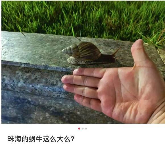 皇冠信用網登3代理
_雨后大量出现皇冠信用網登3代理
,广州街坊:一墙都是看得头皮发麻……提醒:不要碰也不要吃!