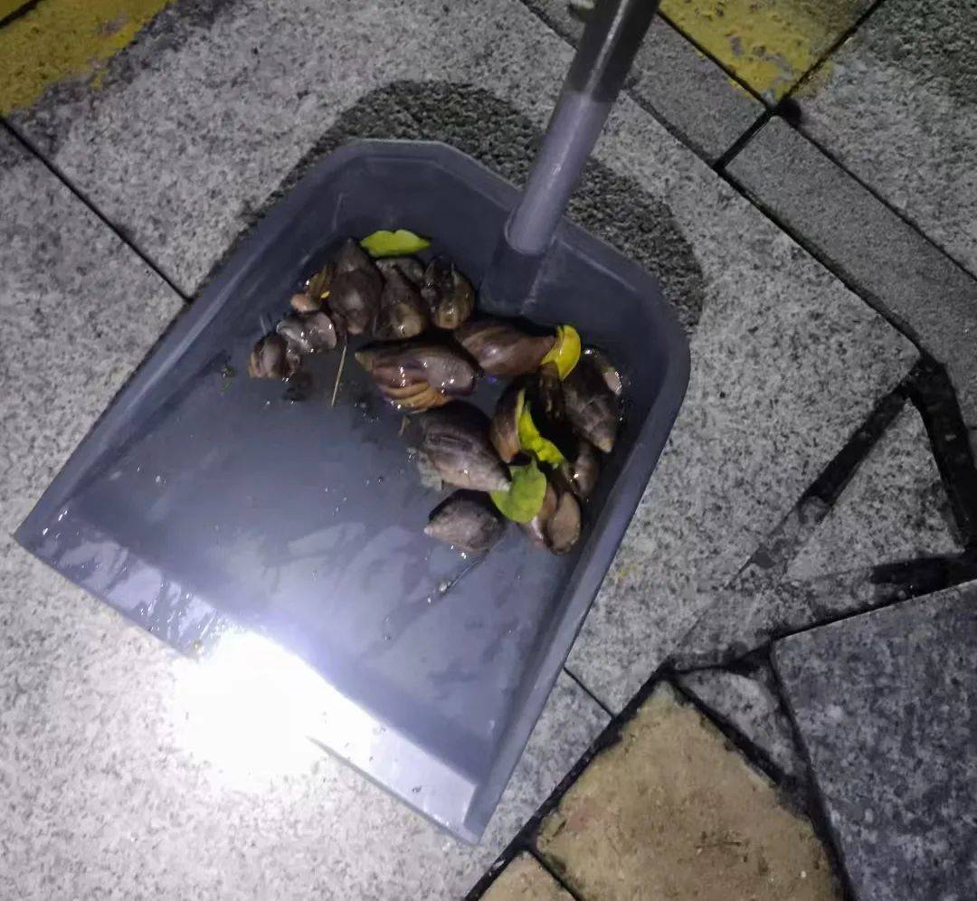 皇冠信用網登3代理
_雨后大量出现皇冠信用網登3代理
,广州街坊:一墙都是看得头皮发麻……提醒:不要碰也不要吃!