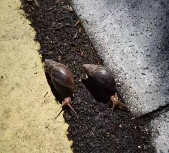 皇冠信用網登3代理
_雨后大量出现皇冠信用網登3代理
,广州街坊:一墙都是看得头皮发麻……提醒:不要碰也不要吃!