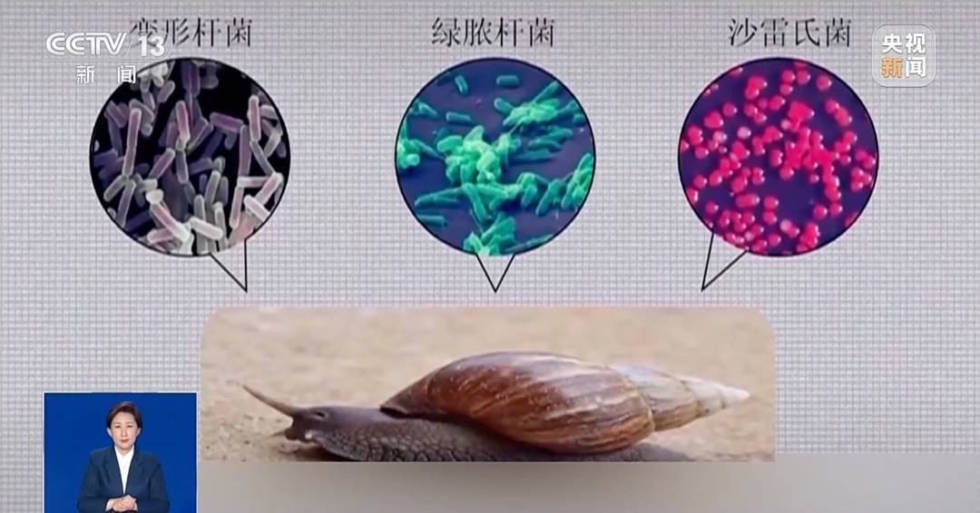 皇冠信用網登3代理
_雨后大量出现皇冠信用網登3代理
,广州街坊:一墙都是看得头皮发麻……提醒:不要碰也不要吃!