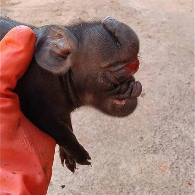 怎么申请皇冠信用網
_猪生象?云南一母猪诞下两只猪仔形似大象怎么申请皇冠信用網
,专家回应