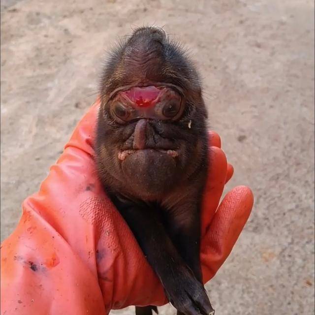 怎么申请皇冠信用網
_猪生象?云南一母猪诞下两只猪仔形似大象怎么申请皇冠信用網
,专家回应