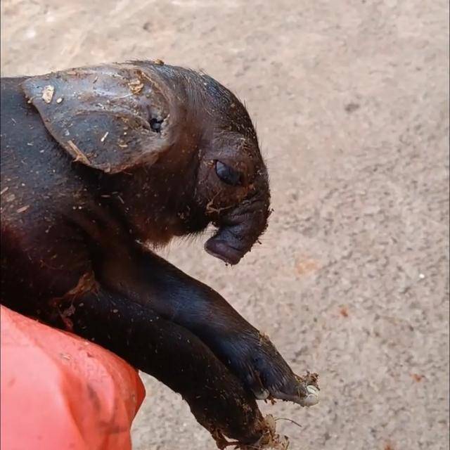 怎么申请皇冠信用網
_猪生象?云南一母猪诞下两只猪仔形似大象怎么申请皇冠信用網
,专家回应