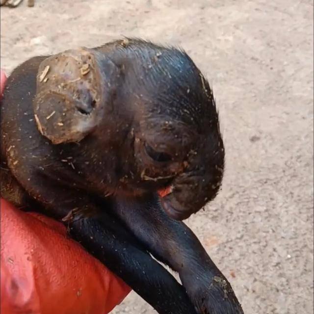 怎么申请皇冠信用網
_猪生象?云南一母猪诞下两只猪仔形似大象怎么申请皇冠信用網
,专家回应