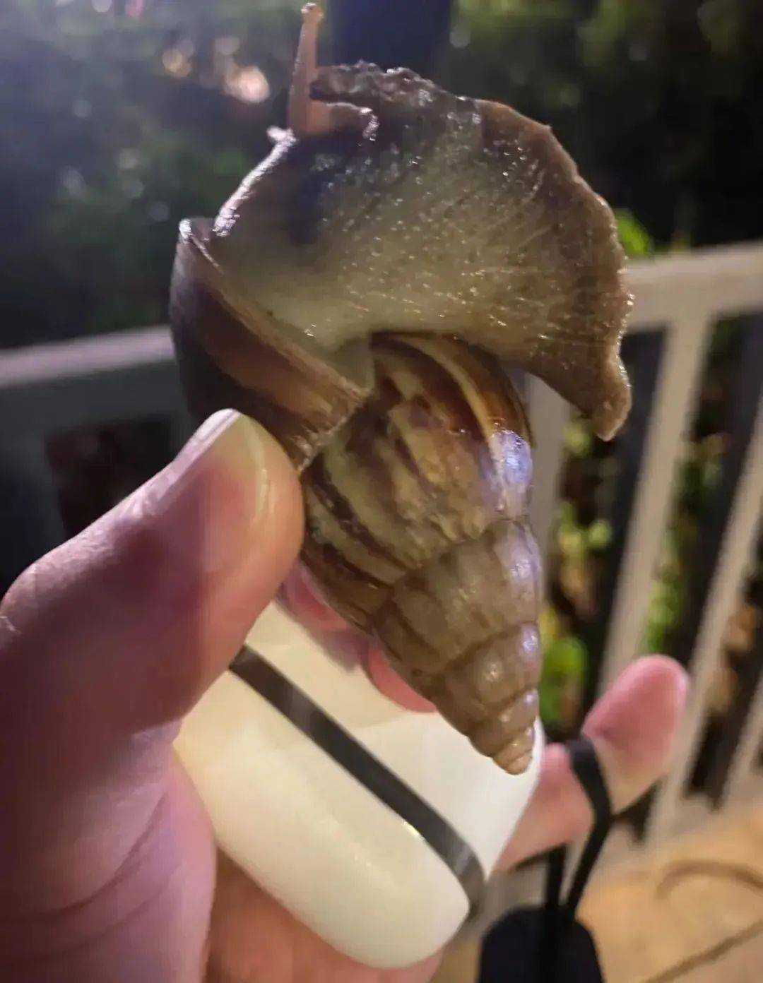 皇冠信用網代理
_别碰!别吃!别养!一只就携带100条虫皇冠信用網代理
,看到赶紧远离