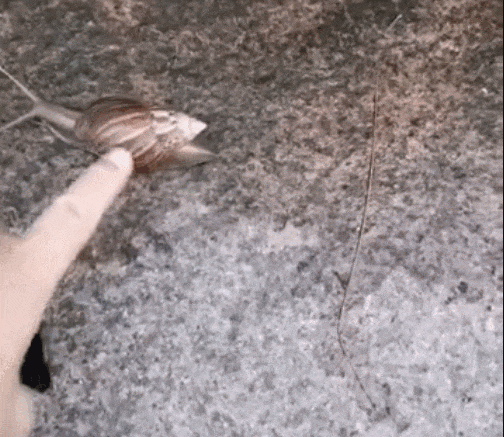 皇冠信用網代理
_别碰!别吃!别养!一只就携带100条虫皇冠信用網代理
,看到赶紧远离