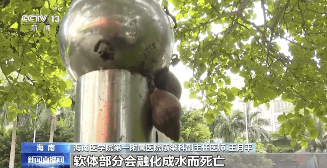 皇冠信用網代理
_别碰!别吃!别养!一只就携带100条虫皇冠信用網代理
,看到赶紧远离