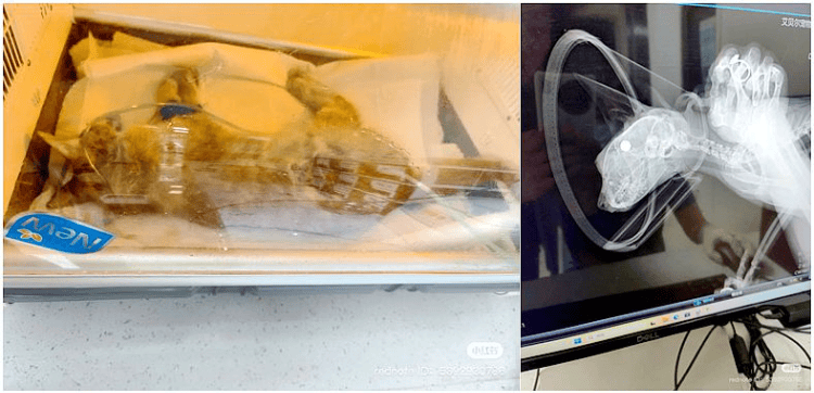 信用网如何申请
_南京大学校庆日“校猫”被钢珠打碎头骨?校保卫处:看了一夜监控信用网如何申请
,暂未锁定嫌疑人