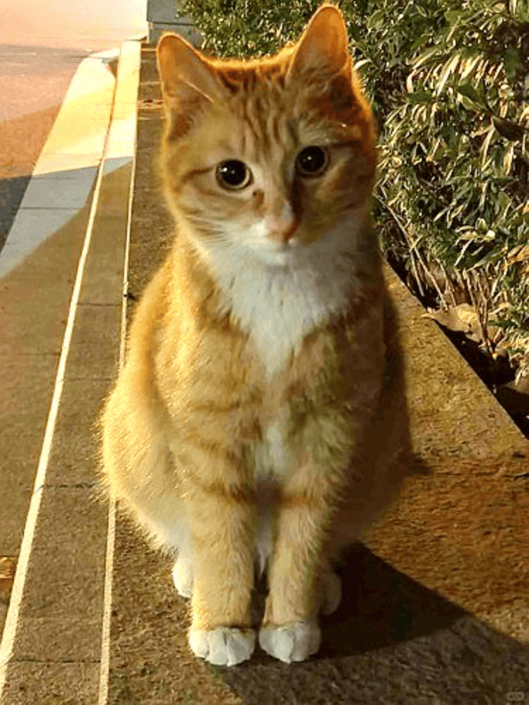 信用网如何申请
_南京大学校庆日“校猫”被钢珠打碎头骨?校保卫处:看了一夜监控信用网如何申请
,暂未锁定嫌疑人