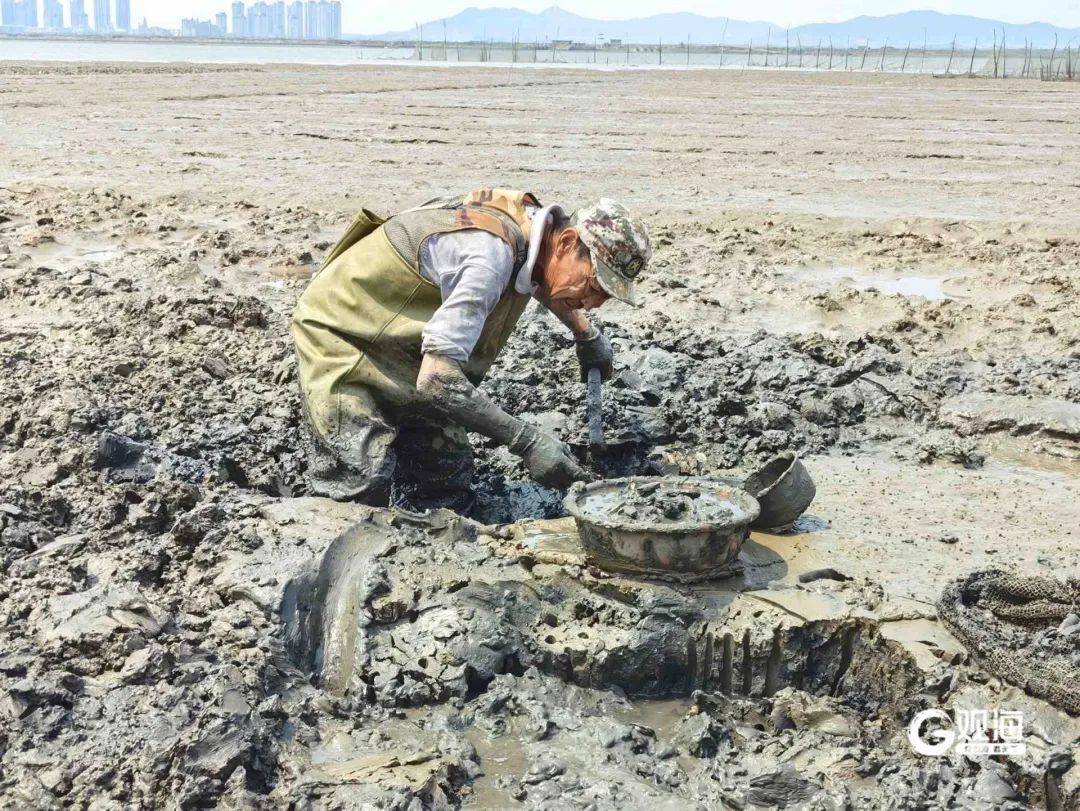 皇冠信用网代理
_正是肥的时候!每天上万斤在青岛这里上岸皇冠信用网代理
,很多人爱吃......