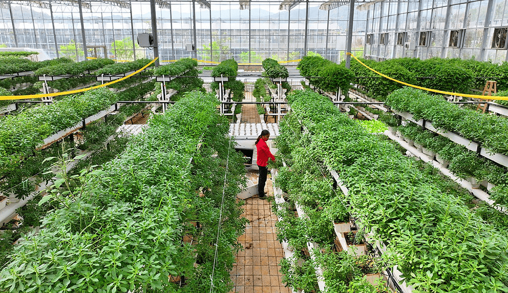 阿尔艾因vs尤文图斯
_全国政协常委、江西省政协副主席谢茹经济日报刊文:如何纾解粮菜争地之困