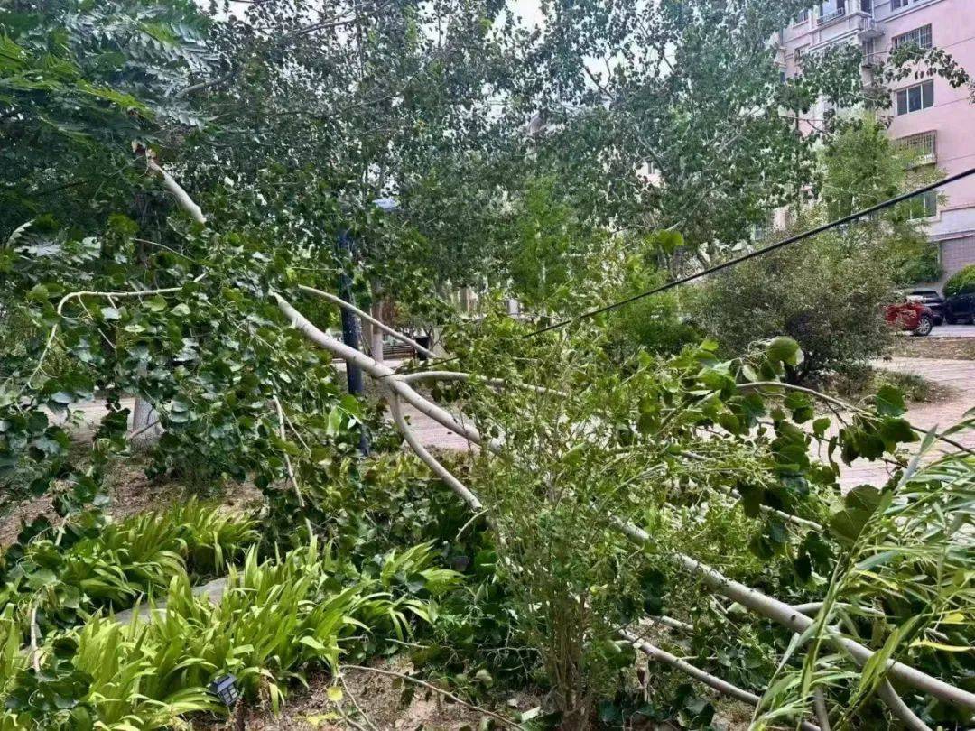 萨尔茨堡红牛足球_天津:雨下了萨尔茨堡红牛足球!树倒了!10级大风!黄色预警!