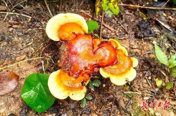 皇冠信用网会员注册网址_湖北武汉周边山地长出大量灵芝皇冠信用网会员注册网址,官方提醒请勿随意入口