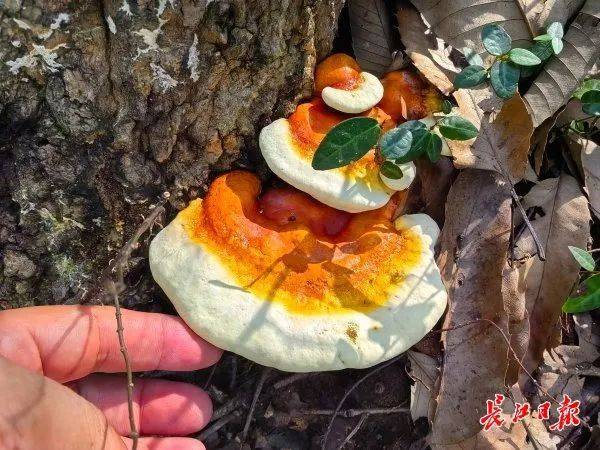 皇冠信用网会员注册网址_湖北武汉周边山地长出大量灵芝皇冠信用网会员注册网址,官方提醒请勿随意入口